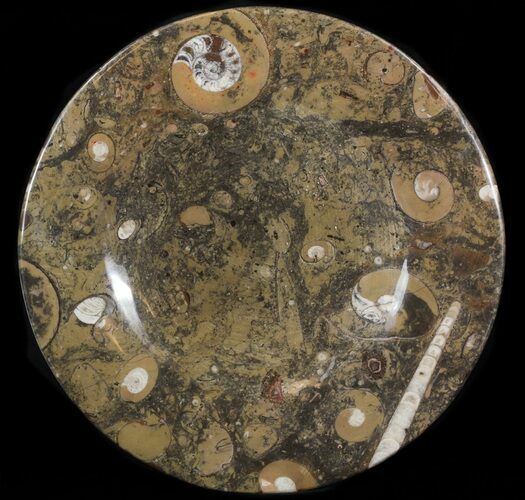 Fossil Orthoceras & Goniatite Plate - Stoneware #40529